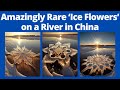 Amazingly rare and beautiful ice flowers on a river in china i watch viral