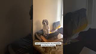 Dog attends meeting instead of his dad #shorts #beagle #dog #explore #funnydogvideos #trendingaudio