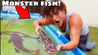 I Found MONSTER FISH For My BACKYARD POND!