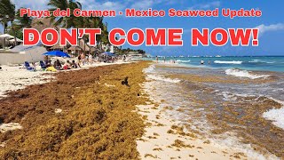 MEXICO Sargassum Seaweed PROBLEM! Report from Playa del Carmen on April 29, 2024 #mexico #seaweed