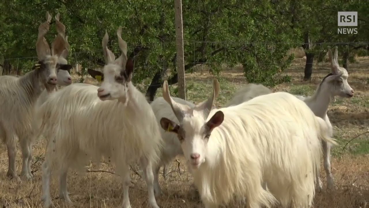 La capra afghana che nutrì Zeus | RSI Info