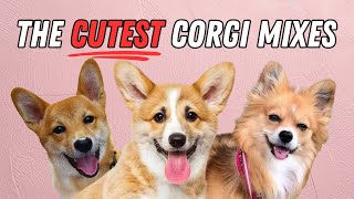 15 Cutest Corgi Mixes That Will Melt Your Heart by The Smart Canine 515 views 3 months ago 11 minutes, 43 seconds