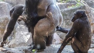 How a gorilla troop reacts when a 9 y/o daughter is in estrus.⎪HAOKOs⎪UENO ZOO⎪ゴリラの行動⎪上野動物園⎪S1E183