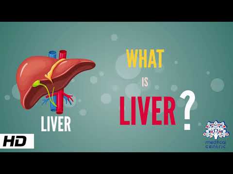 What is Liver? (Anatomy, Parts and Function)