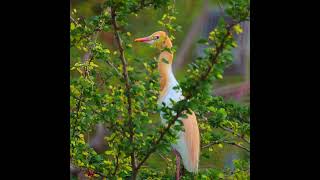 Egret in Stunning Breeding Plumage | Canon R6 Mark II + RF800 F11 | Birds in My Backyard
