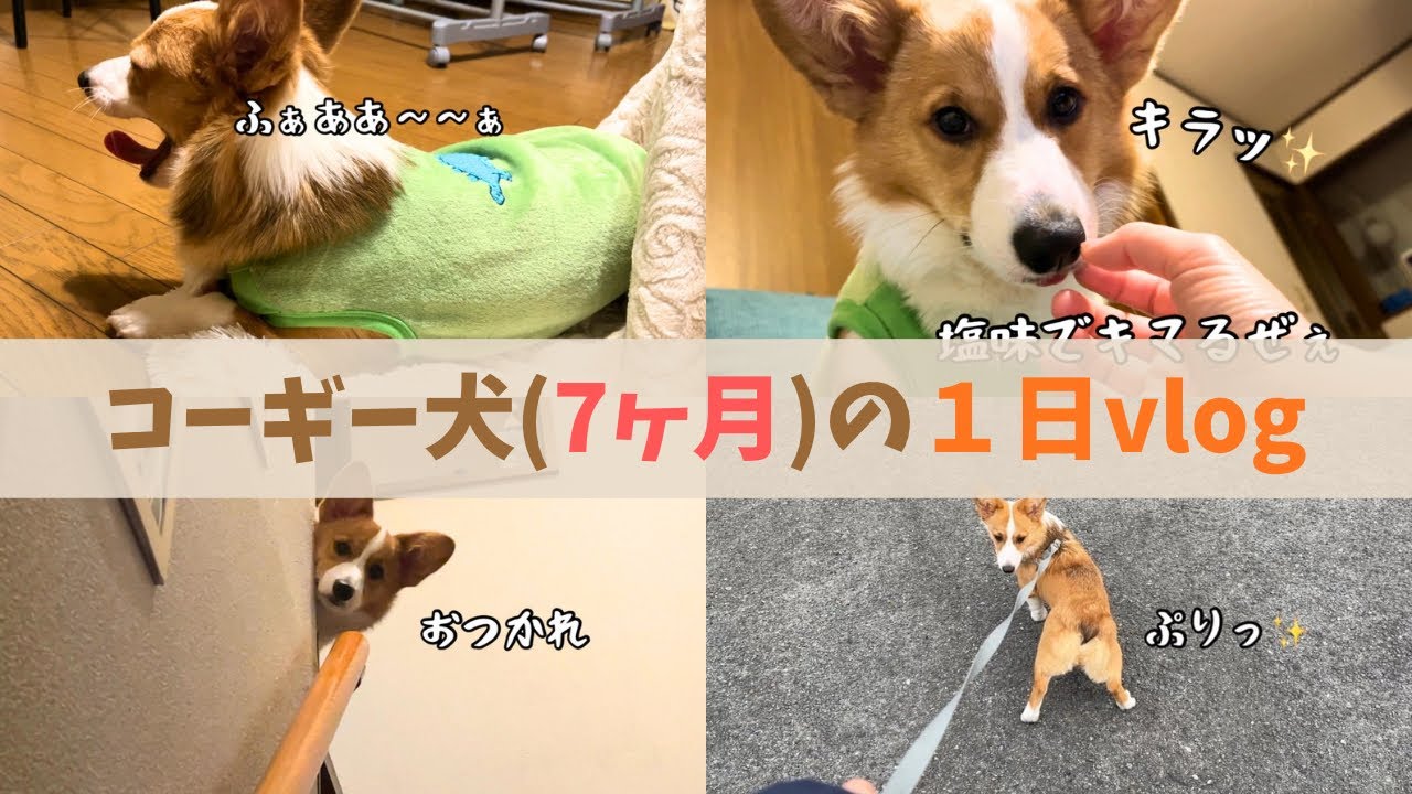 【コーギー犬】生後7ヶ月コーギー犬の日常ルーティン| 犬の日常【犬のいる暮らし】犬の成長