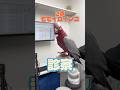 シールが首について取れない2歳のモモイロインコが動物病院にやって来た！