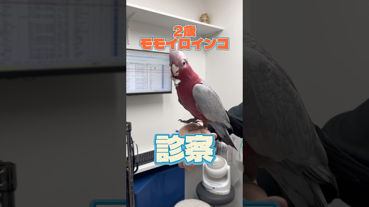 シールが首について取れない2歳のモモイロインコが動物病院にやって来た！