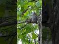 Squirrels in the park #shorts #squirrels #park #animals