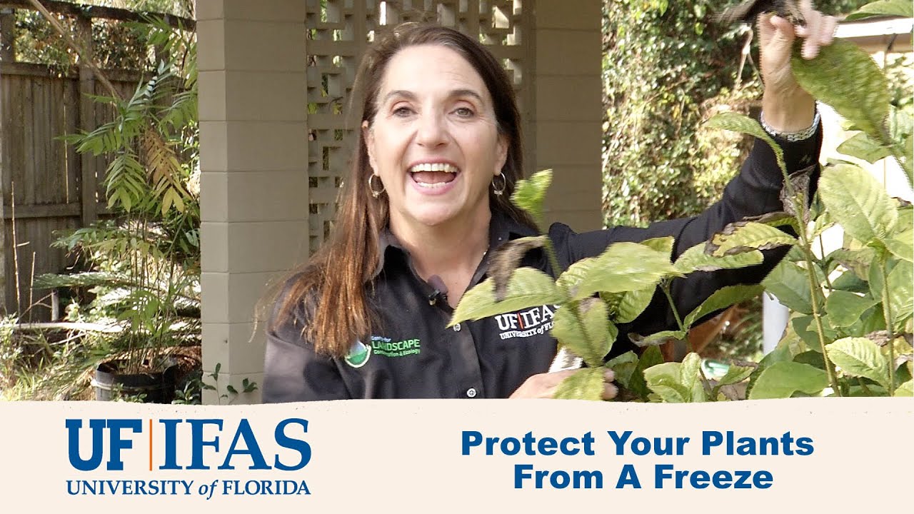 How to Protect Plants From a Freeze - YouTube
