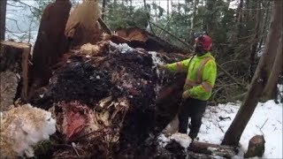 Hazard Tree Falling Pt 1