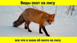 Какие бывают виды охот на лису и что я о них знаю Какие бывают виды охот на лису и что я о них знаю