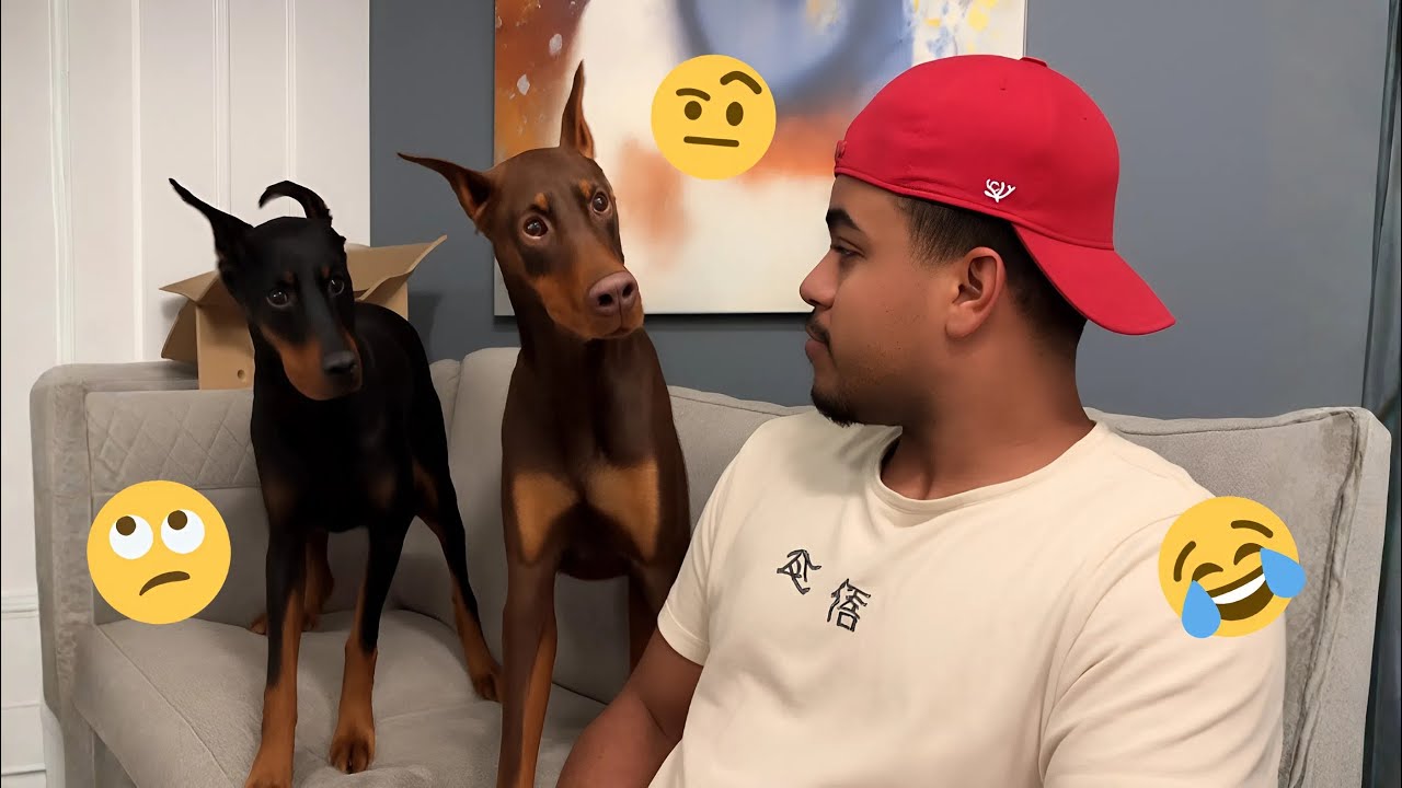 I Can’t Believe How Funny These Dogs Are 😂 Best Funny Animals Videos 2025 #8