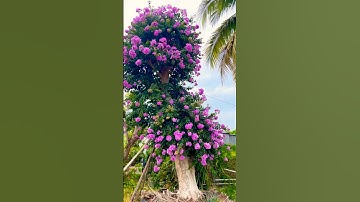 Cây Bằng Lăng Tím Thái Siêu Bông #banglangtimthai