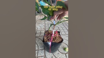 Cây mận xanh đường Gò Công #ngocnganbentre #bonsaitree #0386569374 #fruittree #fruitbonsai