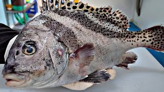 매니아층 호불호 갈리는 기름기 가득 , 어름돔 회 , threeband sweetlip , コショウダイ , delicious fish