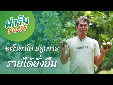 อะโวคาโด ปลูกง่าย รายได้ยั่งยืน