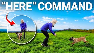 How To Make Your Dog Respond to 'HERE' Command Every time! by Shannon Walker - The Pack Leader 821 views 2 months ago 3 minutes, 25 seconds