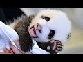 PANDAS TIERNOS BEBES JUGANDO 🔵 VIDEOS DE PANDAS CHISTOSOS Y GRACIOSO