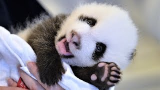 PANDAS TIERNOS BEBES JUGANDO 🔵 VIDEOS DE PANDAS CHISTOSOS Y GRACIOSO