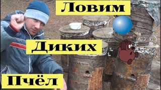 Раскрываю все секреты поимки диких пчёл #5