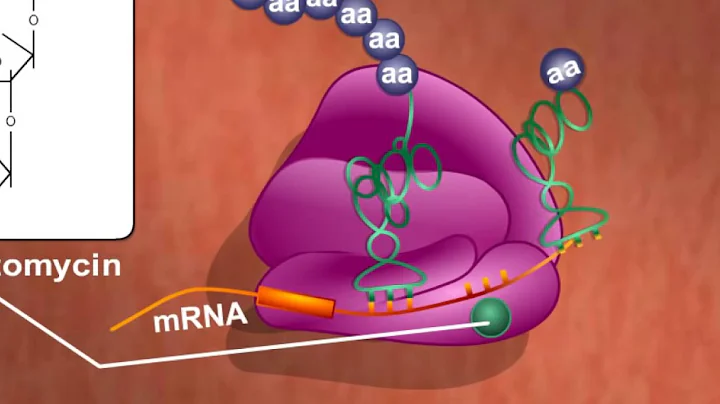 Antibiotics  Protein Synthesis Inhibition HD Animation