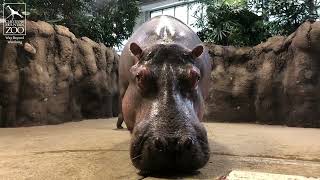 Omo Learns to Chuff! Check in With Our 9-month-old Hippo Calf