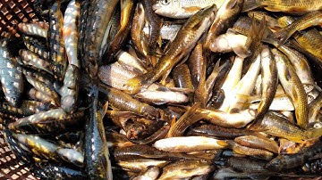 Đoạn Trích Bắt Cá Suối ✓ Poòng Văn Quỳnh