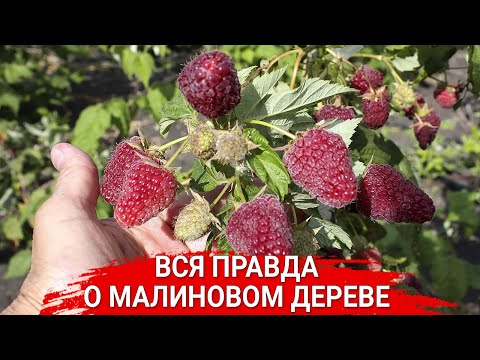 Видео: Нетна стойност на Манди Капристо: Wiki, женен, семейство, сватба, заплата, братя и сестри