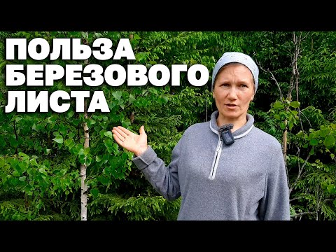 ОДНО РАСТЕНИЕ ОТ МНОГИХ БОЛЕЗНЕЙ ЦЕЛЕБНЫЕ СВОЙСТВА БЕРЕЗОВЫЙ ЛИСТ@natureMarusya