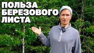 Одно Растение От Многих Болезней Целебные Свойства Березовый Лист@Naturemarusya