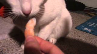 Can Cats Eat Shrimp Cat Kingpin