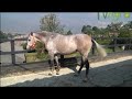 Todo sobre el Caballo Portugués o Caballo Lusitano - TvAgro por Juan Gonzalo Angel