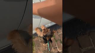 Dog Barking To Go Outside | This Is The World's SMARTEST DOG  | Wholesome Moments #shorts