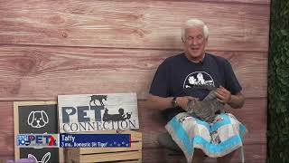 Pet Connection Taffy 9-5-25