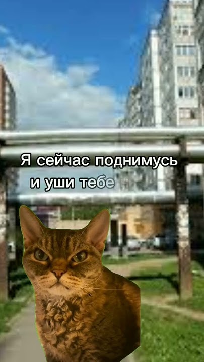 Страх детства #рекомендации #котики #милота #мем #shorts #актив #смех ...