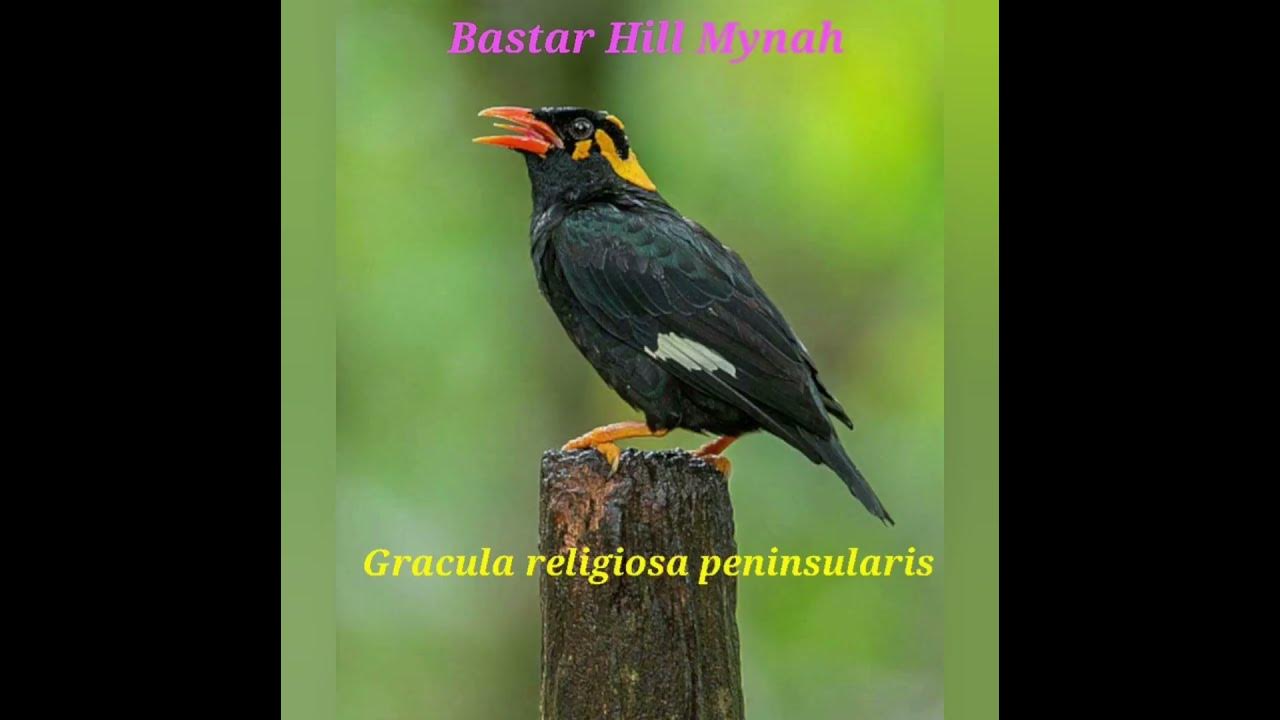 State Bird Of Chattisgarh Bastar Hill Mynah Gracula religiosa