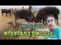 Buffalo Fight At Kahibari Morigaon Morigaon Moh Juj Kahibari Moh Juj Assam 2025 Buffalo Fight At Kahibari Morigaon Morigaon Moh Juj Kahibari Moh Juj Assam 2025