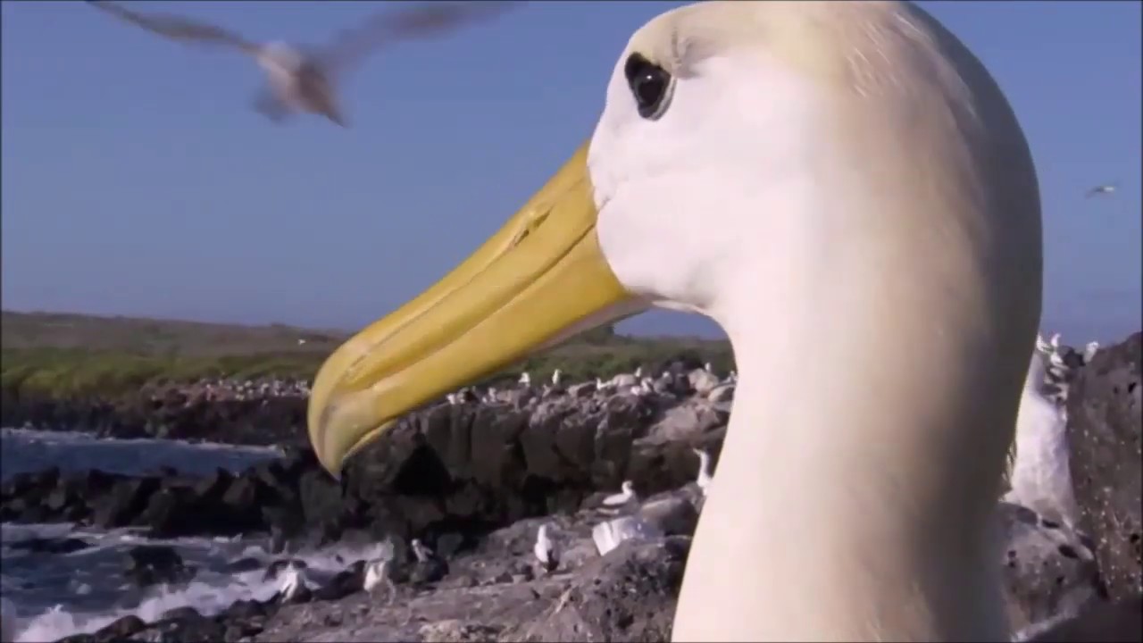 L' albatros, Charles Baudelaire - YouTube