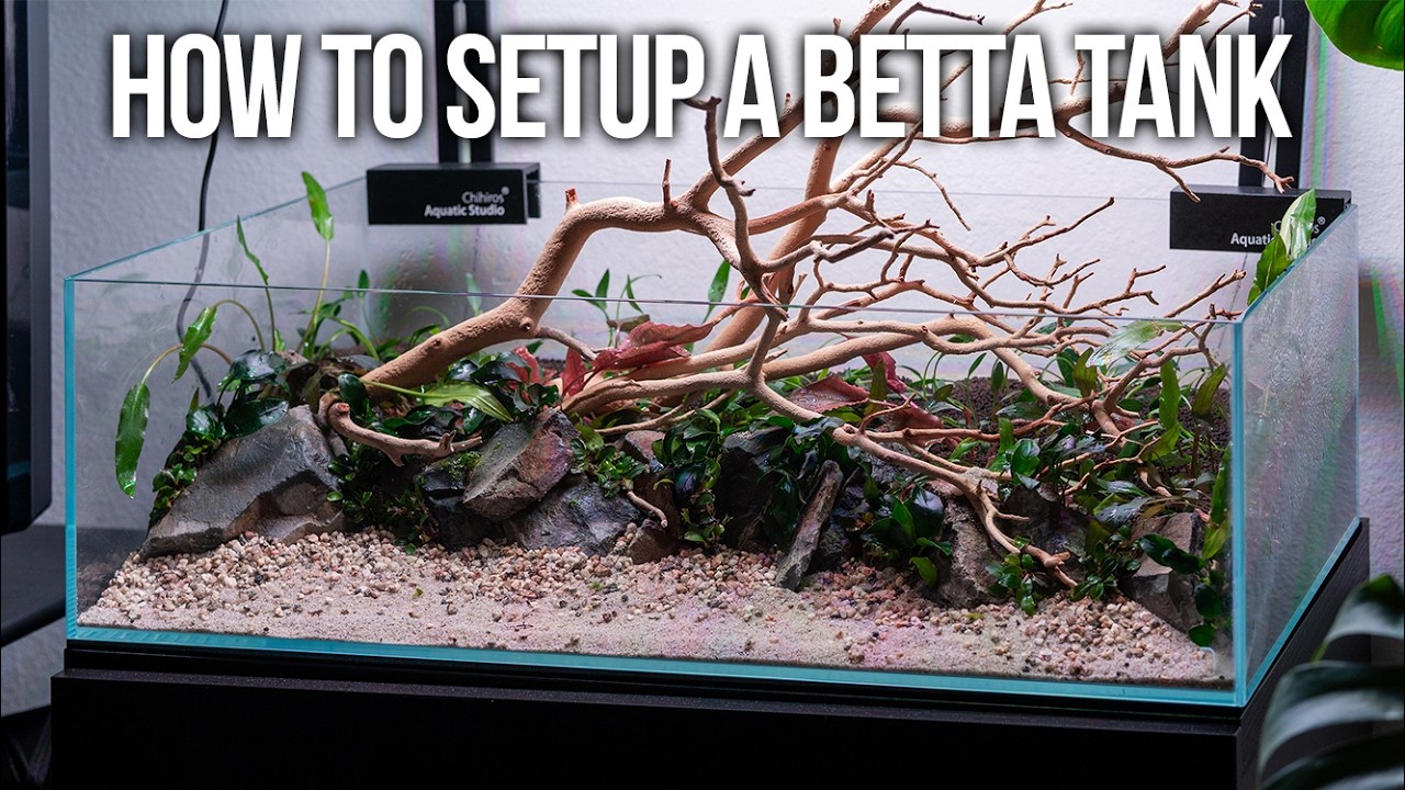 Setting Up a Betta Tank in a UNS Shallow Aquarium