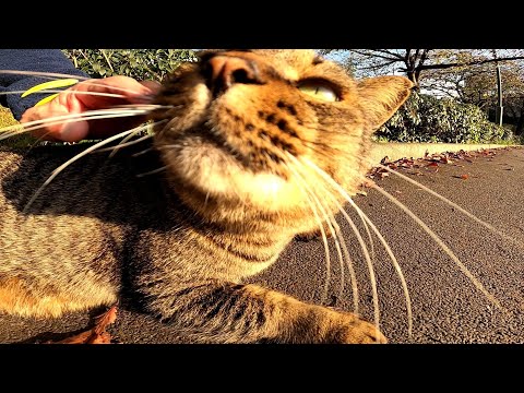 公園を散歩しているとデカいキジ猫がモフられに寄ってきた