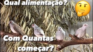 Como criar Rolinha Diamante| Criatório_Ventura