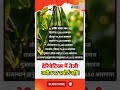 ग्वार में दो ट्रेंड ! फ्यूचर्स तेज, हाजिर संतुलित !