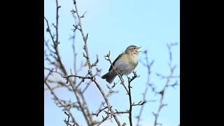 Willow Warbler Vs Chiffchaff