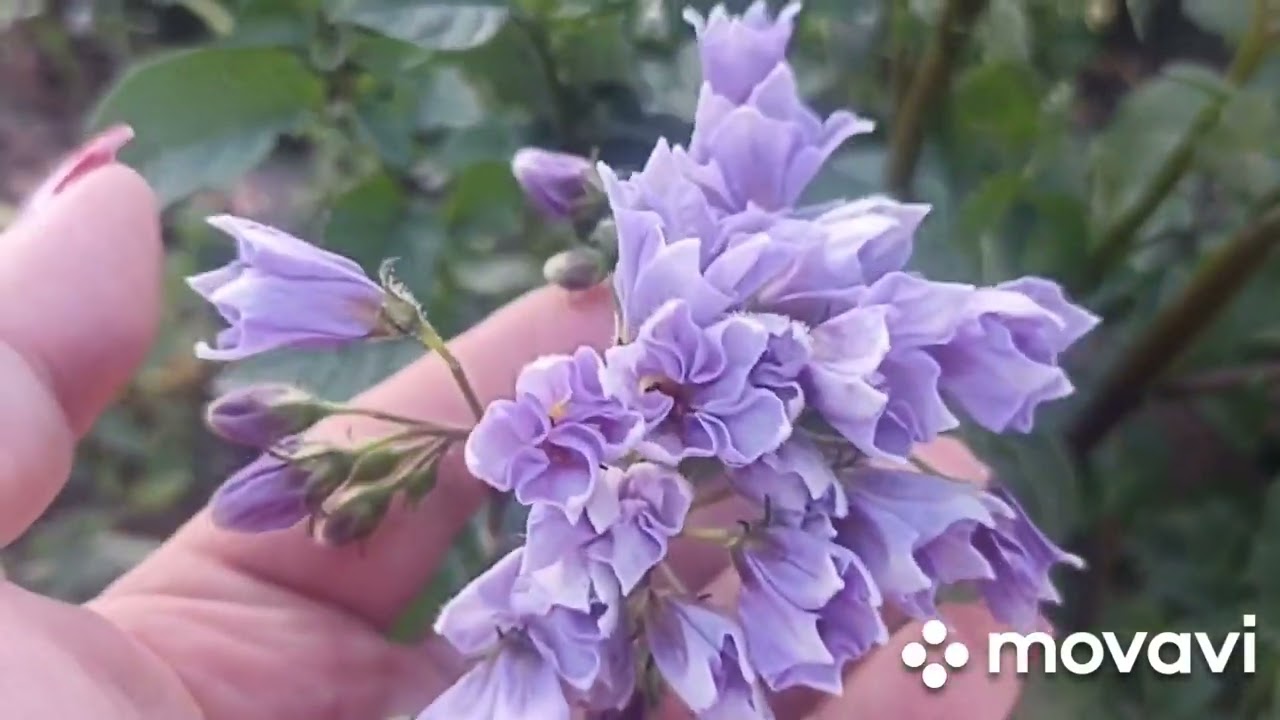 КАРТОФЕЛЬ ГОЛУБОЙ ДУНАЙ