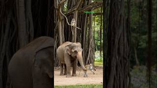 elephant 🦣aur 🐒 monkey wala amazing video #elephant#monkey#shortsfeed #browsefeatures