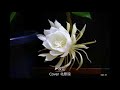 一夜花/まつざき幸介/Cover北原涼