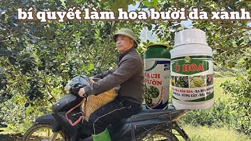 Giải Pháp Kích Hoa Bưởi Da Xanh Trước Lập Xuân – Tạo Đọt, Siết Nước, Bón Phân Chuẩn 2025