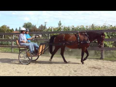 Justice Brigadier Morgan Horse Cart Driving Retrai...