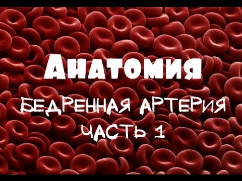 Бедренная артерия a.femoralis